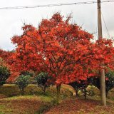 苗圃出售日本红枫 庭院别墅风景行道树乡镇园林绿化工程苗木