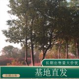 苗圃出售红果冬青庭院别墅风景树行道树乡镇园林绿化工程苗木