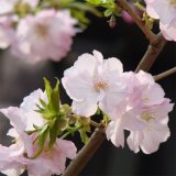 苗圃出售東京櫻花 庭院種植觀賞道路園林綠化風(fēng)景行道樹