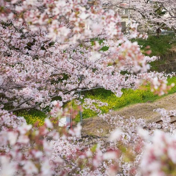 东京樱花价格