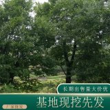 沙樸 規(guī)格齊全 綠化苗木 生長(zhǎng)旺盛 景觀栽植苗木