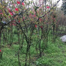 苗圃出售贴梗海棠 公园道路种植观赏园林景区花坛绿化造景工程