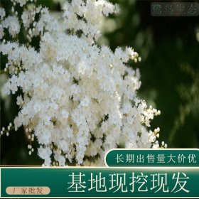 苗圃出售珍珠梅 道路隔离带种植观赏花坛栽培绿化工程苗