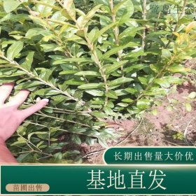 苗圃出售水蜡 花镜植物庭院造型观叶种植四季常绿