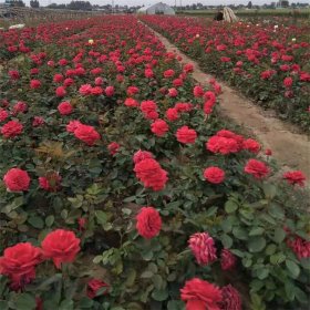 苗圃出售月季 花量大花色丰富城市道路种植观赏花镜切花材料