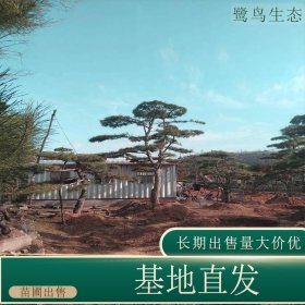 苗圃出售造型黑松 庭院绿化小区园林绿化树苗 四季常青庭院植物