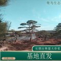 苗圃出售造型黑松 庭院綠化小區(qū)園林綠化樹苗 四季常青庭院植物