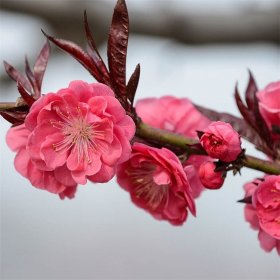 苗圃出售紫叶桃 庭院绿化公园小区街道风景树地栽盆栽