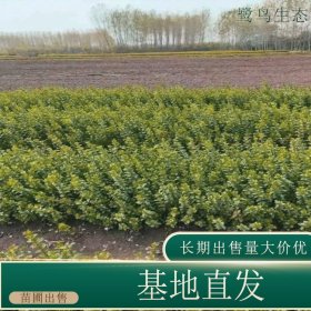 苗圃出售胶东卫矛 庭院绿化小区园林绿化树苗 四季常青庭院植物