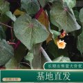 苗圃出售海濱木槿 庭院花壇種植觀賞園林綠化工程苗