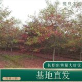 苗圃出售娜塔櫟庭院綠化公園小區(qū)街道風(fēng)景樹地栽盆栽