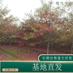 苗圃出售娜塔栎庭院绿化公园小区街道风景树地栽盆栽