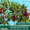 苗圃出售石榴 規(guī)格齊全庭院種植觀賞果園園林觀果工程苗