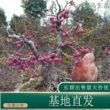 苗圃出售冬紅果海棠 規(guī)格齊全庭院別墅花壇種植觀賞苗