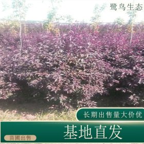 苗圃出售密枝红叶李篱 道路隔离带种植观赏风景行道树地栽盆栽