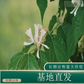 苗圃出售金银忍冬 道路小区种植观赏花镜切花材料