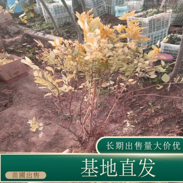 金山绣线菊价格