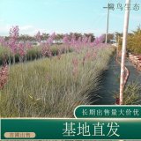 苗圃出售鋪地毛冠草 多年生草本種植園林地被綠化固土護坡工程苗