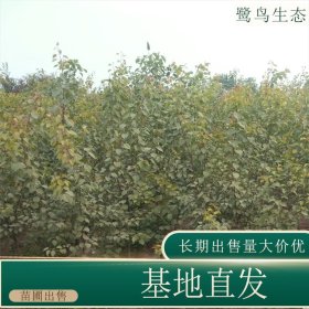 苗圃出售杏树 庭院别墅风景行道树园林绿化苗木