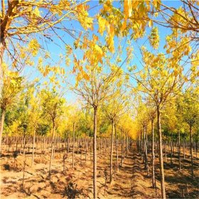 苗圃出售金枝垂柳 园林景区绿化造景工程庭院种植观赏苗木