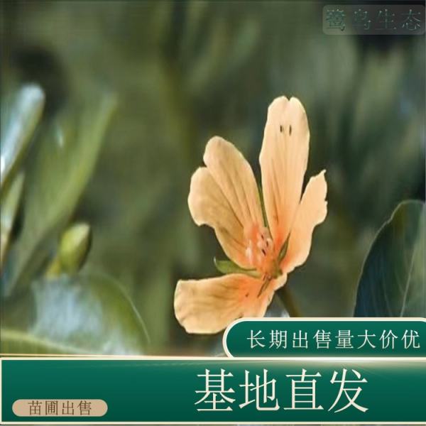 黄花水龙价格