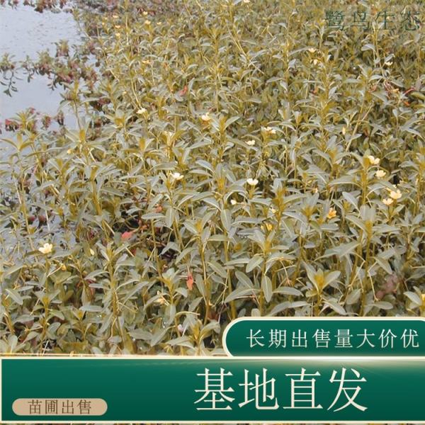 黄花水龙价格