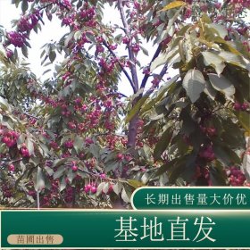 苗圃出售樱桃 果量大园林地被种植观果工程苗