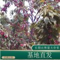 苗圃出售櫻桃 果量大園林地被種植觀果工程苗