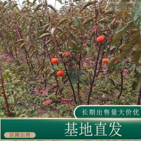 苗圃出售柿子 园林果园观果苗庭院种植绿化风景树