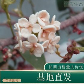 苗圃出售桂花 四季桂 道路小区种植观赏地栽盆栽美化环境