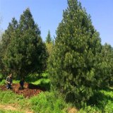 苗圃出售白皮松 道路隔离带种植风景行道树园林绿化工程苗木