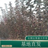 苗圃出售亚当海棠 庭院盆栽种植观赏花坛绿化工程苗