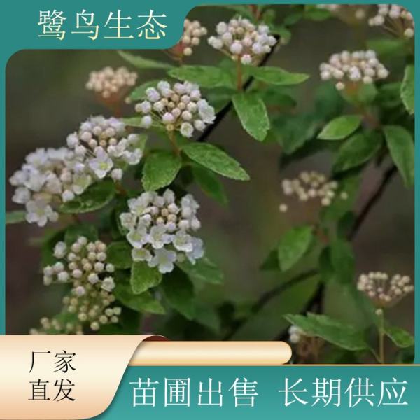 三裂绣线菊