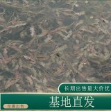 苗圃出售竹葉眼子菜 園林水景綠化工程 池塘河流室內(nèi)水體綠化