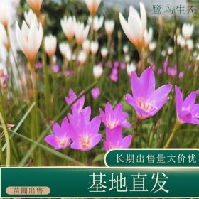 苗圃出售韭兰 规格齐全庭院别墅种植观赏花镜切花材料