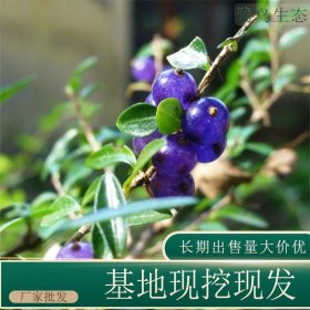 苗圃出售匍枝亮忍冬 花坛种植观赏园林绿化工程苗