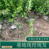 苗圃出售大叶扶芳藤 规格齐全四季常绿园林道路隔离带种植观赏