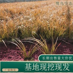 苗圃出售金线石菖蒲 规格齐全园林固土护坡绿化工程草