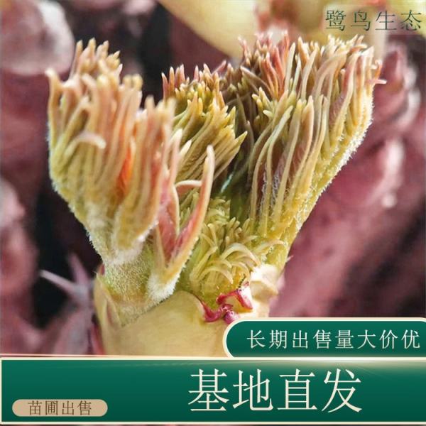 龙芽菜价格