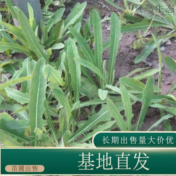 龙芽菜价格