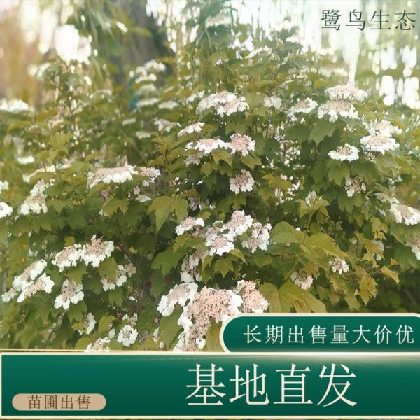 天目瓊花價格