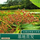 苗圃出售蔍草 庭院盆栽種植觀賞園林地被固土護坡