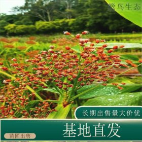 苗圃出售蔍草 庭院盆栽种植观赏园林地被固土护坡