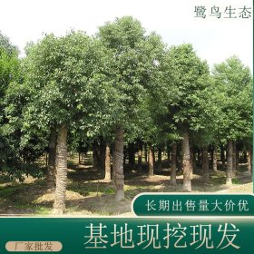 苗圃出售 乌桕树 规格齐全 绿化造景栽植观赏苗 行道树