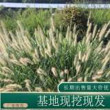 苗圃出售東方狼尾草 花壇種植觀賞草園林地被固土護坡