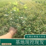 苗圃出售三葉地錦 庭院別墅攀援植物園林綠化工程苗