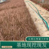 苗圃出售棕红苔草 规格齐全园林地被绿化固土护坡工程草