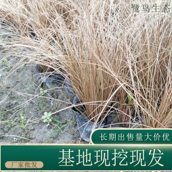 棕红苔草价格