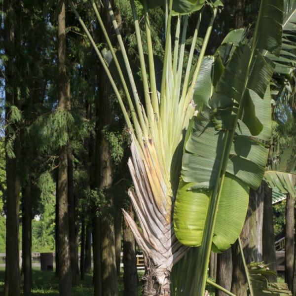 芭蕉樹(shù)