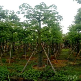 本地木棉 大量栽植 道路行道景观树 绿化风景树 园林观赏树